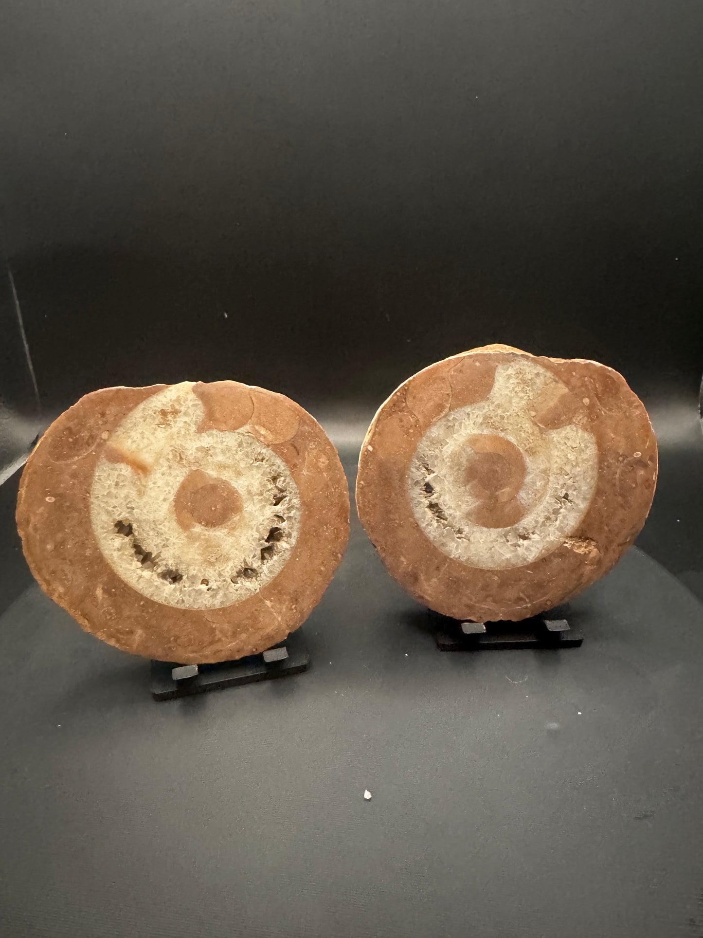 UV Reactive Ammonite Pair From Indonesia with Stands | 304 Grams
