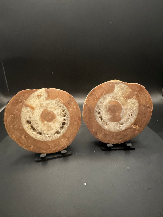 UV Reactive Ammonite Pair From Indonesia with Stands | 304 Grams