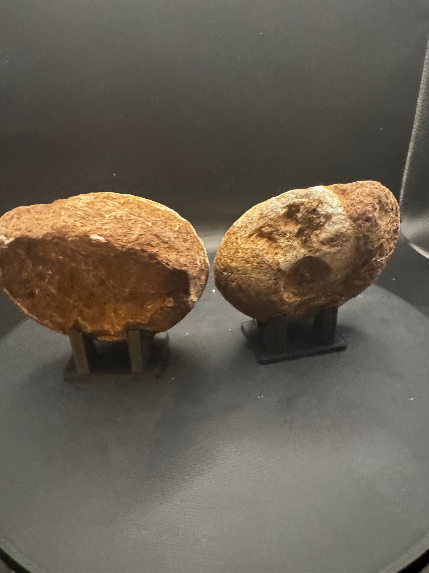 UV Reactive Ammonite Pair From Indonesia with Stands | 304 Grams