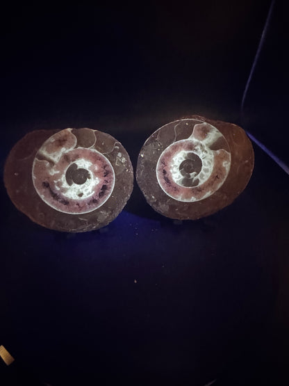 UV Reactive Ammonite Pair From Indonesia with Stands | 304 Grams