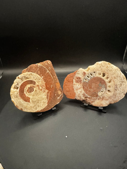 UV Reactive Ammonite Pair From Indonesia with Stands | 304 Grams