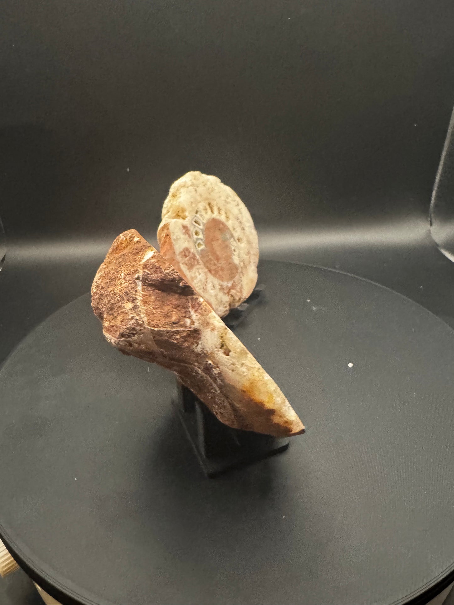 UV Reactive Ammonite Pair From Indonesia with Stands | 304 Grams