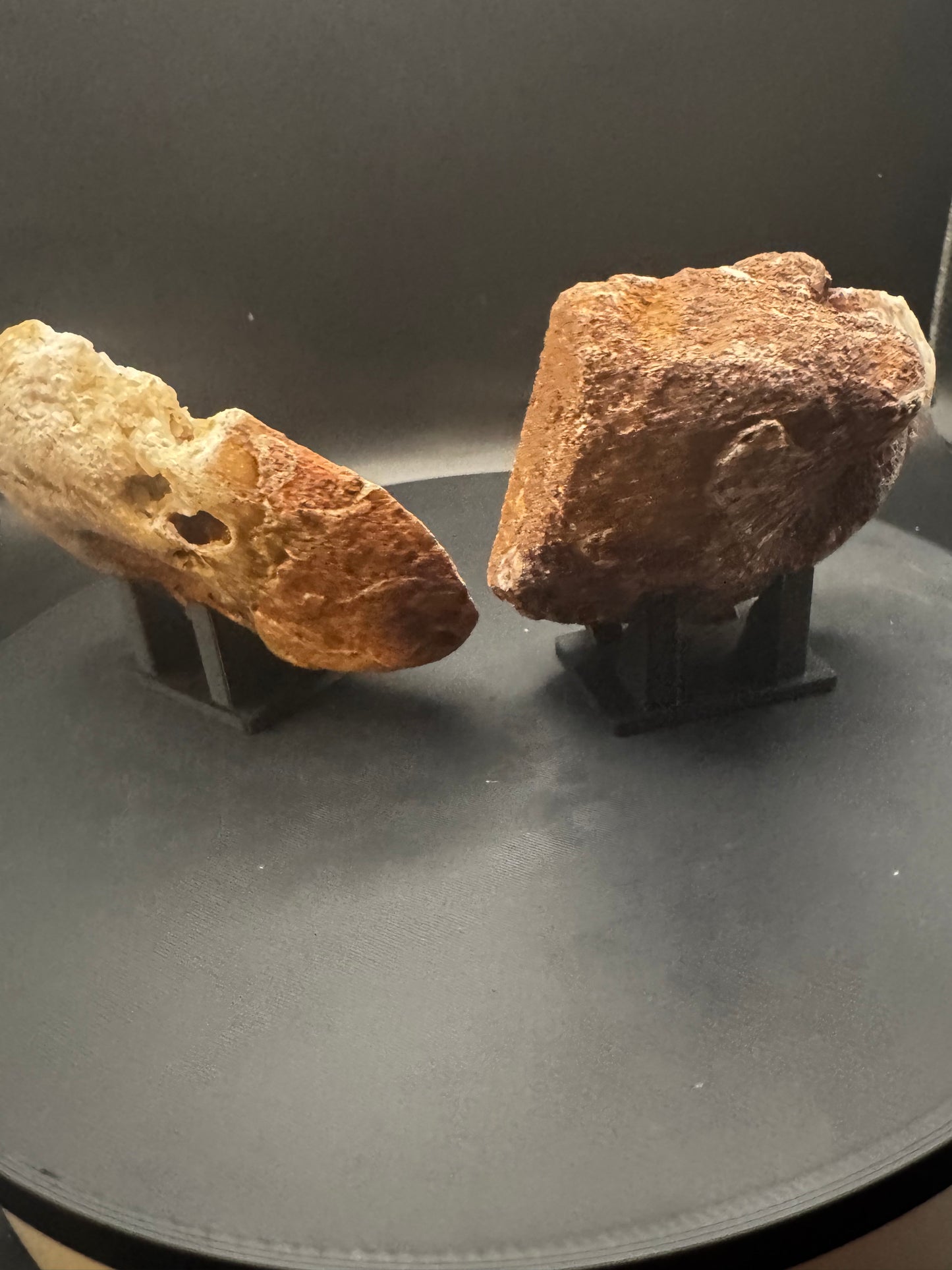 UV Reactive Ammonite Pair From Indonesia with Stands | 304 Grams