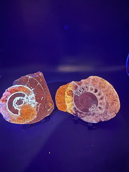 UV Reactive Ammonite Pair From Indonesia with Stands | 304 Grams