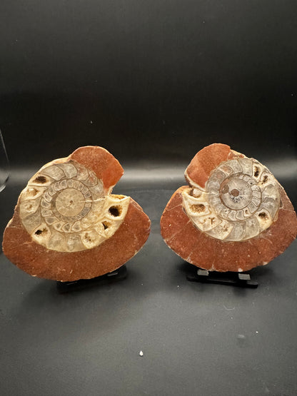 UV Reactive Ammonite Pair From Indonesia with Stands | 264 Grams