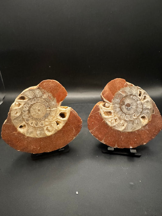 UV Reactive Ammonite Pair From Indonesia with Stands | 264 Grams