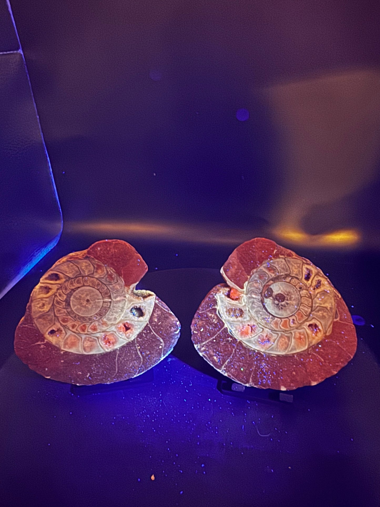 UV Reactive Ammonite Pair From Indonesia with Stands | 264 Grams