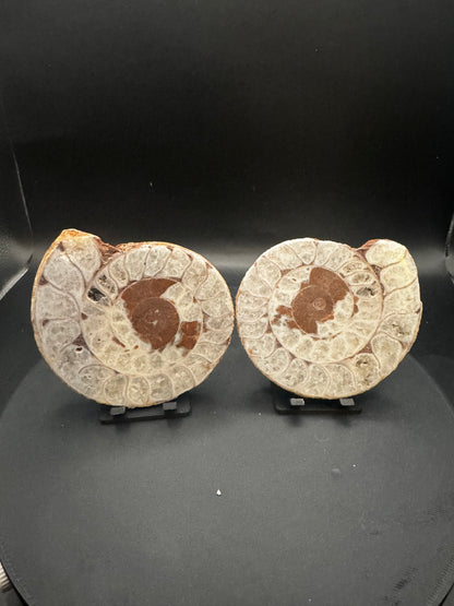 UV Reactive Ammonite Pair From Indonesia with Stands | 300 Grams