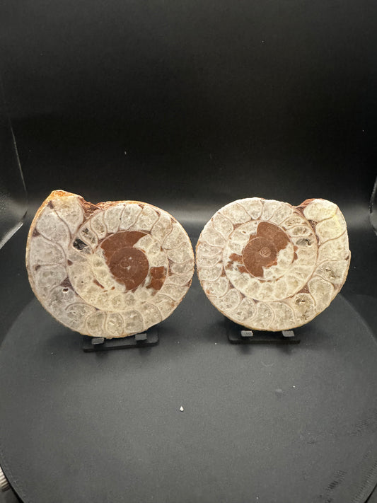 UV Reactive Ammonite Pair From Indonesia with Stands | 300 Grams