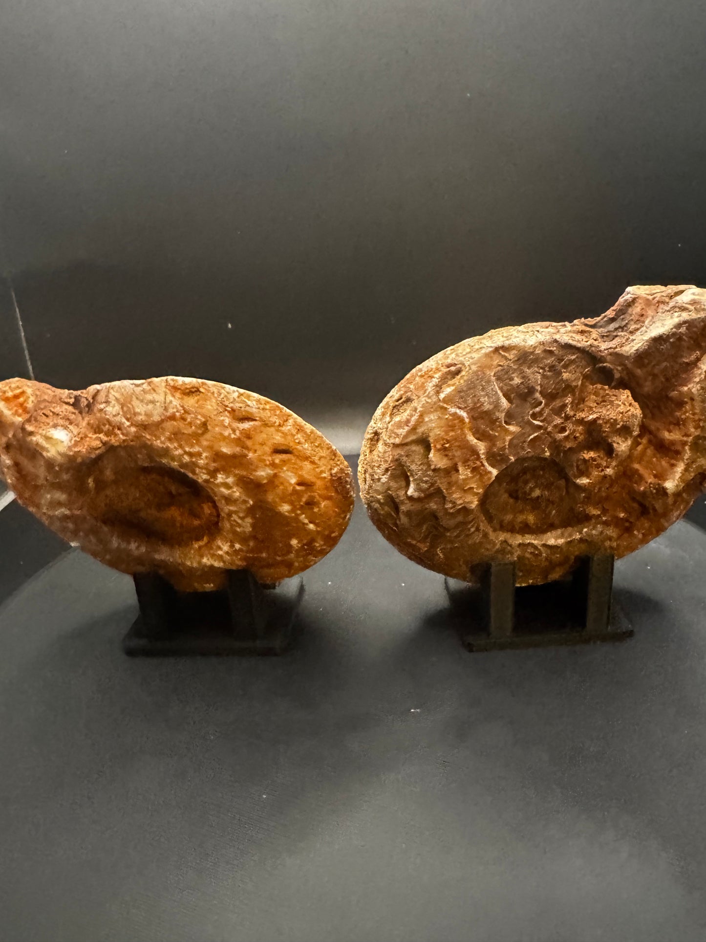 UV Reactive Ammonite Pair From Indonesia with Stands | 300 Grams