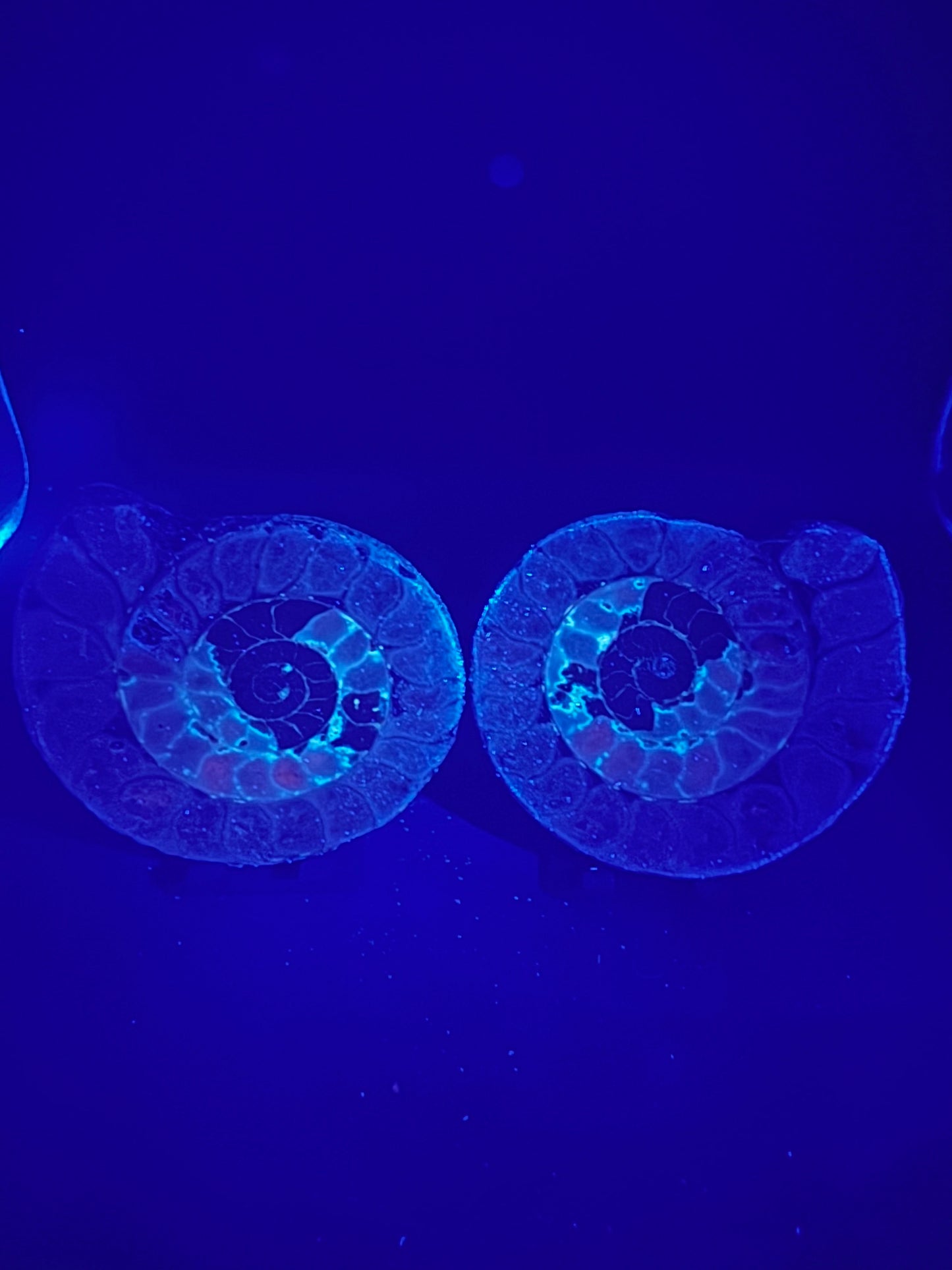 UV Reactive Ammonite Pair From Indonesia with Stands | 300 Grams