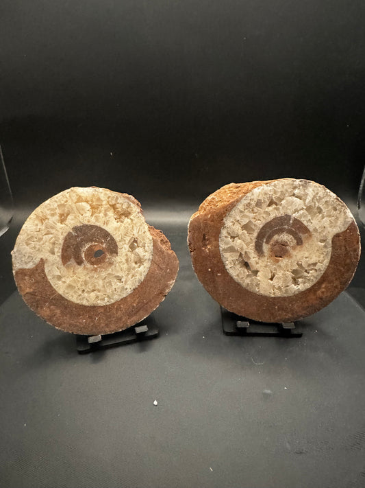 UV Reactive Ammonite Pair From Indonesia with Stands | 247 Grams