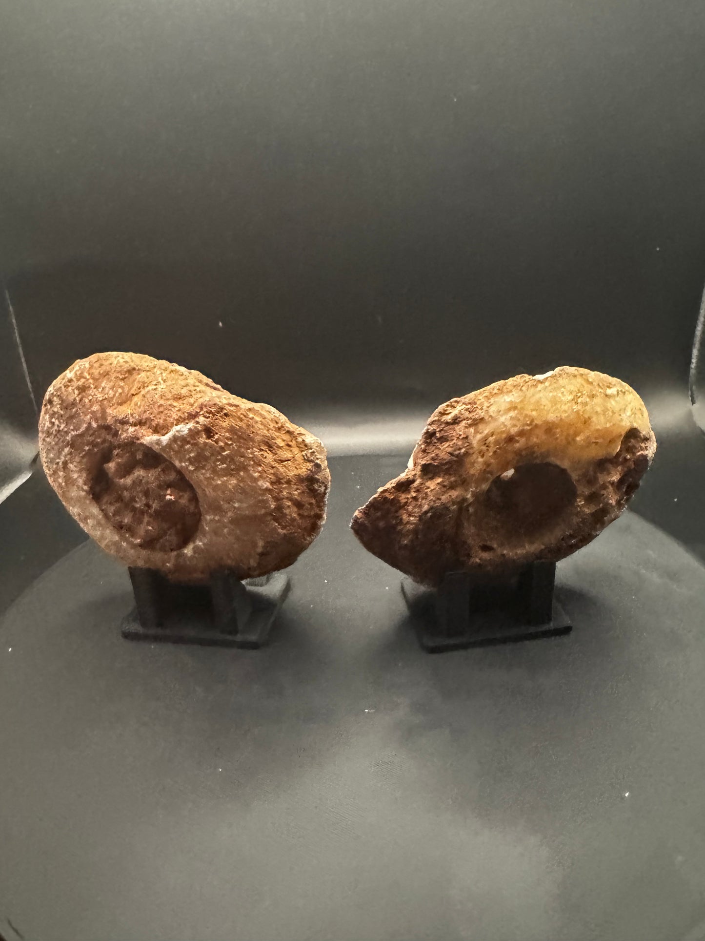 UV Reactive Ammonite Pair From Indonesia with Stands | 247 Grams