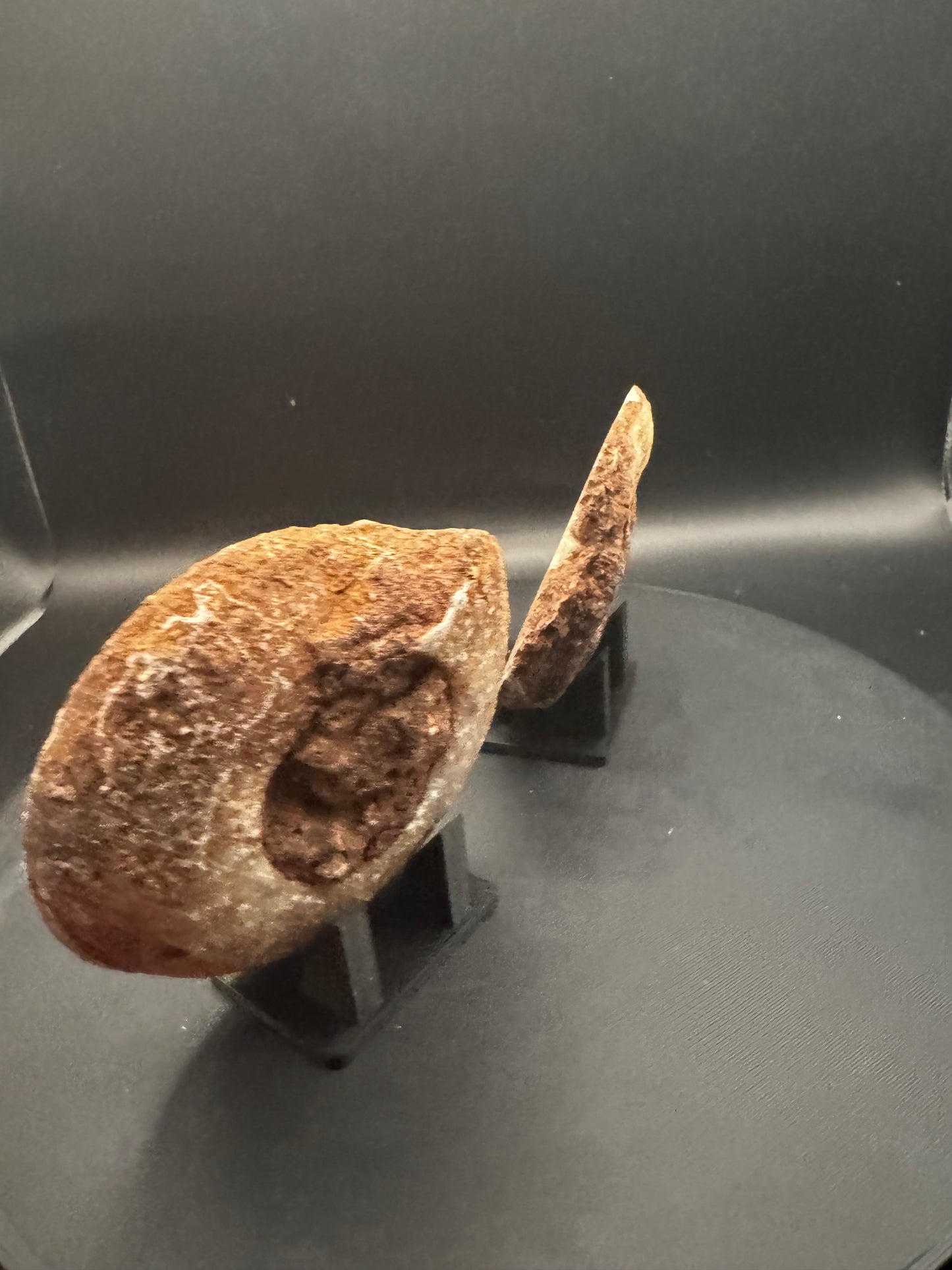 UV Reactive Ammonite Pair From Indonesia with Stands | 247 Grams