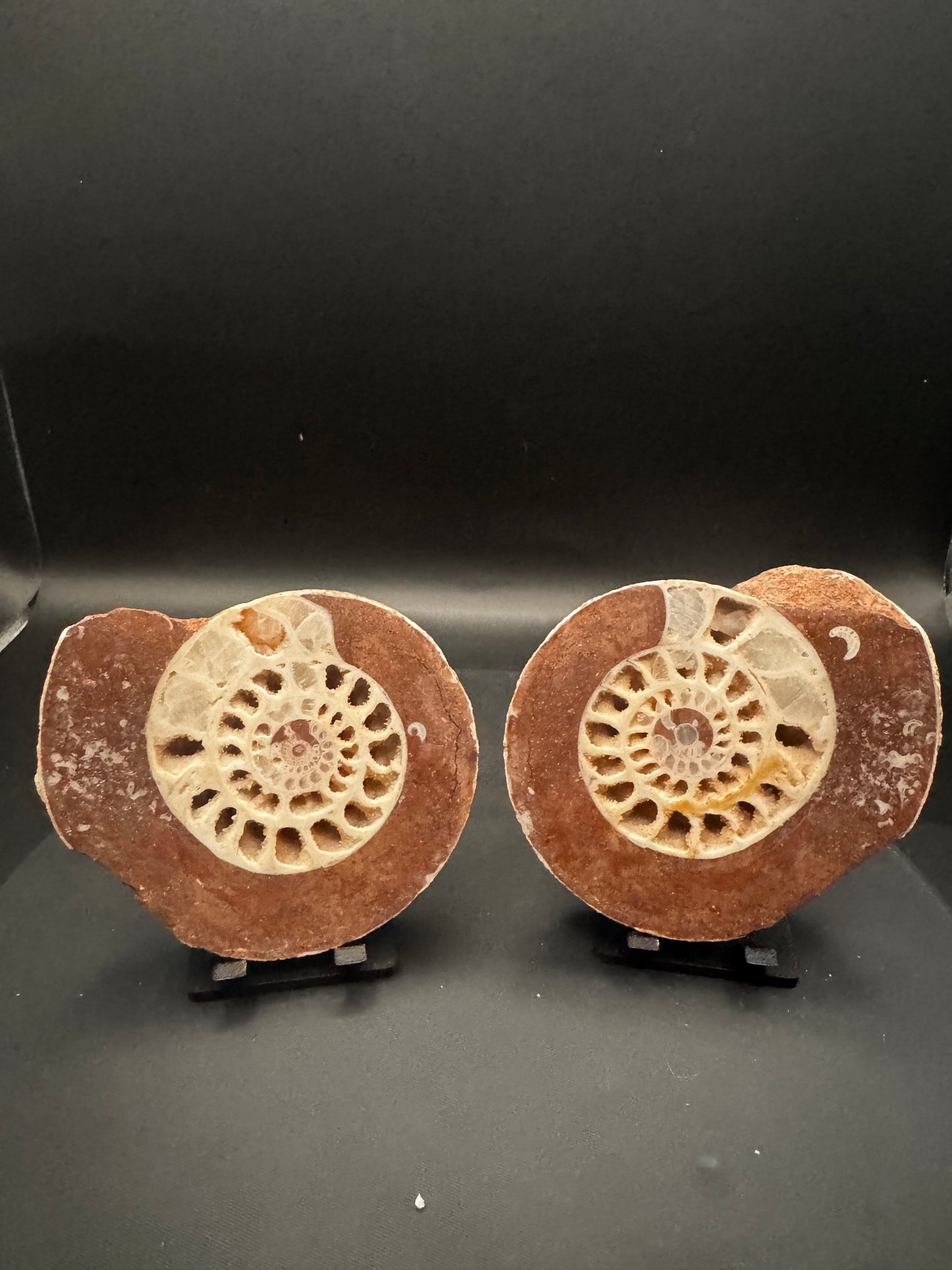 UV Reactive Ammonite Pair From Indonesia with Stands | 288 Grams