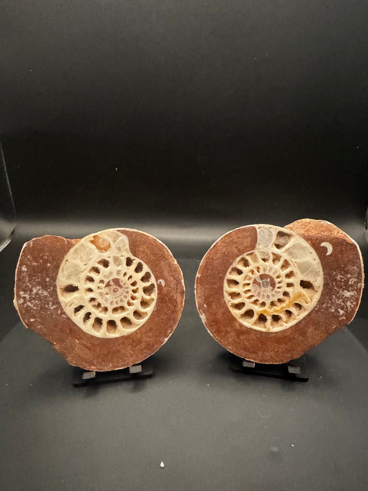 UV Reactive Ammonite Pair From Indonesia with Stands | 288 Grams