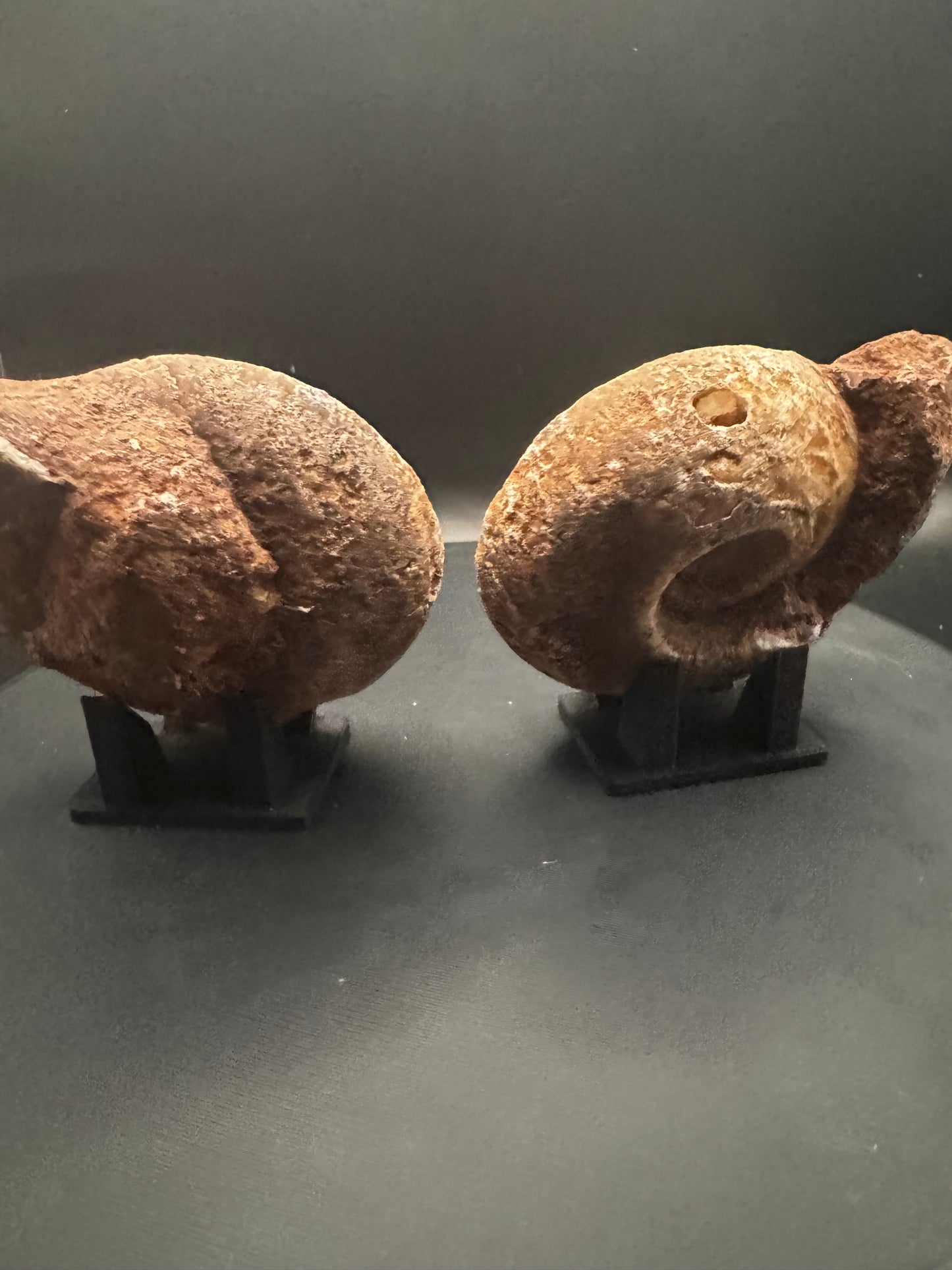 UV Reactive Ammonite Pair From Indonesia with Stands | 288 Grams