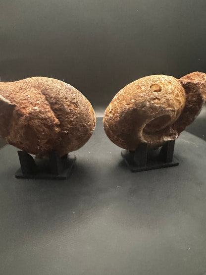 UV Reactive Ammonite Pair From Indonesia with Stands | 288 Grams