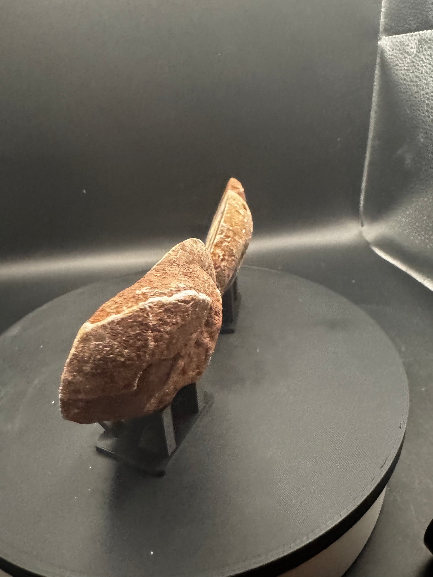 UV Reactive Ammonite Pair From Indonesia with Stands | 288 Grams