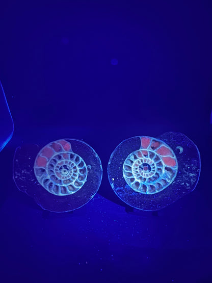 UV Reactive Ammonite Pair From Indonesia with Stands | 288 Grams