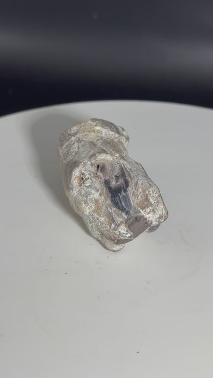 Blue Forrest Petrified Wood UV Reactive