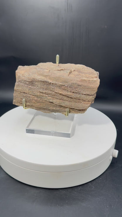 Northern Arizona Petrified Wood with Druzy Quartz 1.2 LBS with Stand!