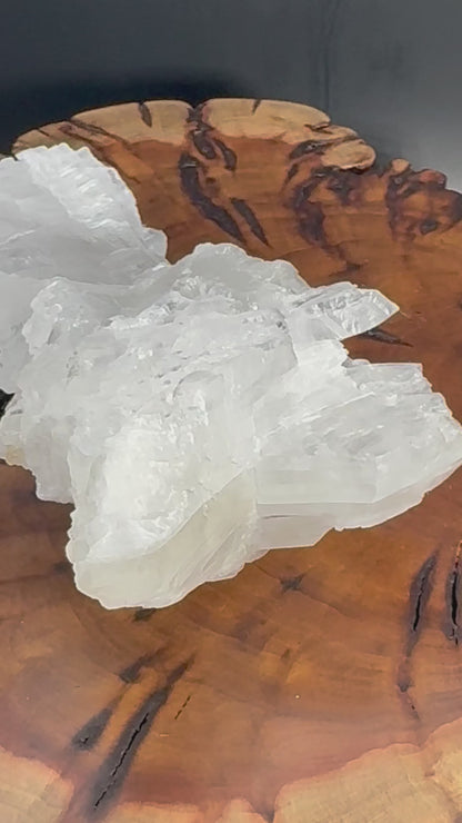 Awesome Fishtail Selenite Laguna del Ray, Coahuila Mex 308 Grams