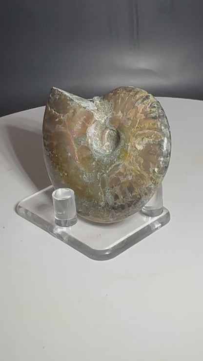 Natural Rainbow Ammonite Madagascar 56g