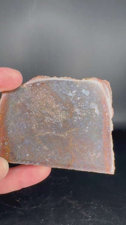 Face polished Dino Gem Bone Slab from Utah