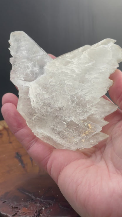 Awesome Fishtail Selenite Laguna del Ray, Coahuila Mex 339 Grams