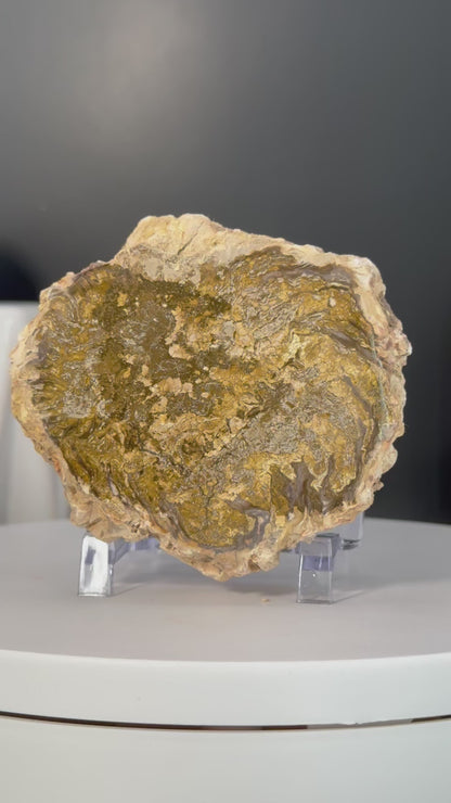Madagascar Petrified Wood