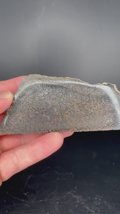 Face polished Dino Gem Bone Slab from Utah