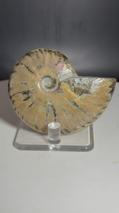 Natural Rainbow Ammonite Madagascar 85g