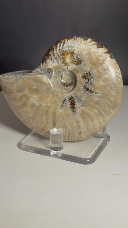 Natural Rainbow Ammonite Madagascar 126g