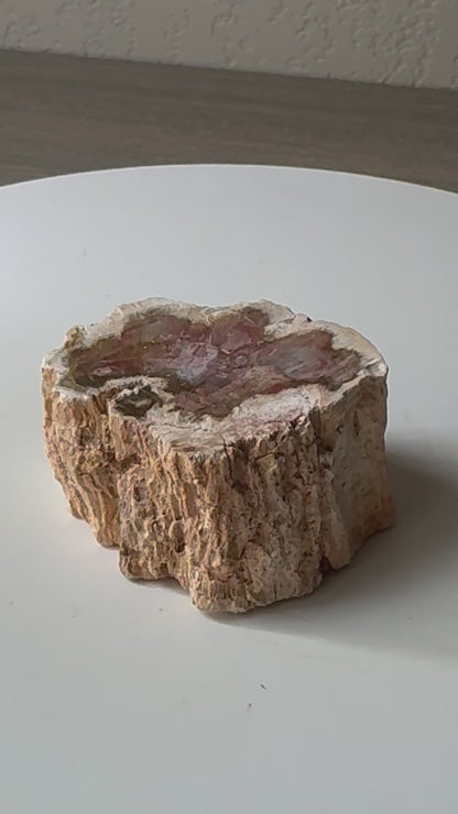 Small Red Petrified wood