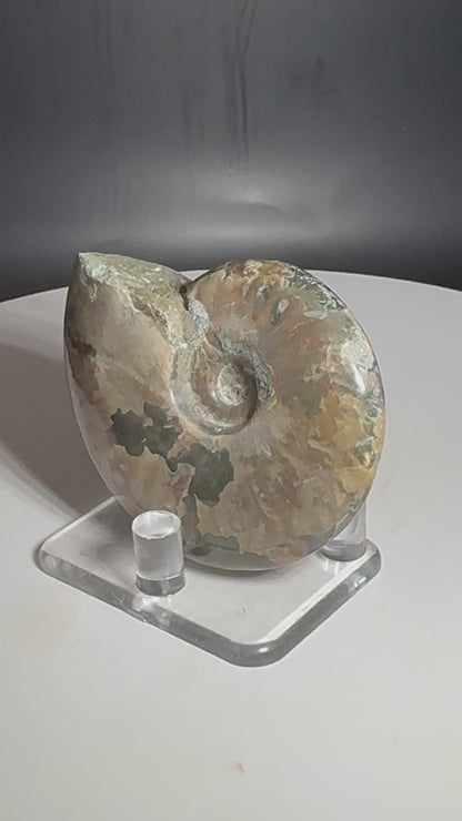 Natural Rainbow Ammonite Madagascar 77g