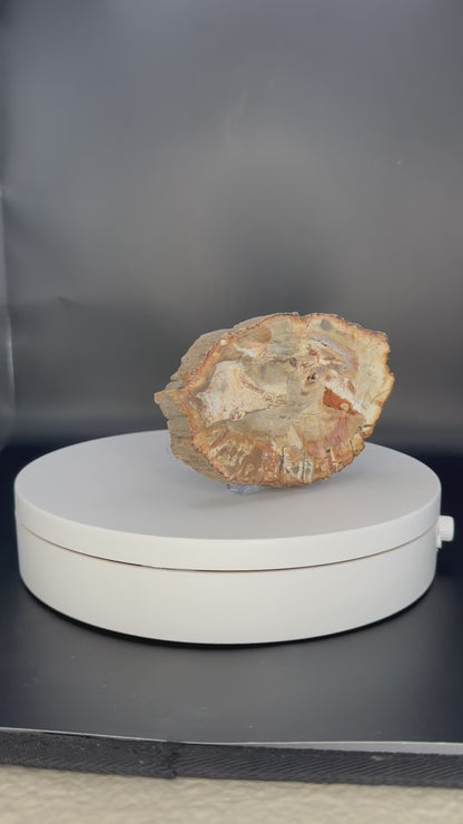 Petrified Wood Slab from Indonesia Slab