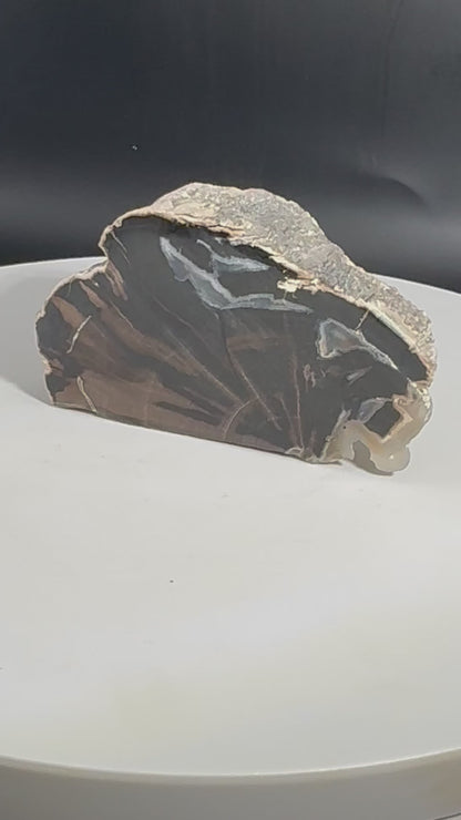 Blue Forrest Petrified Wood UV Reactive