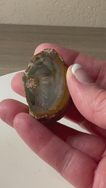 Small Petrified wood