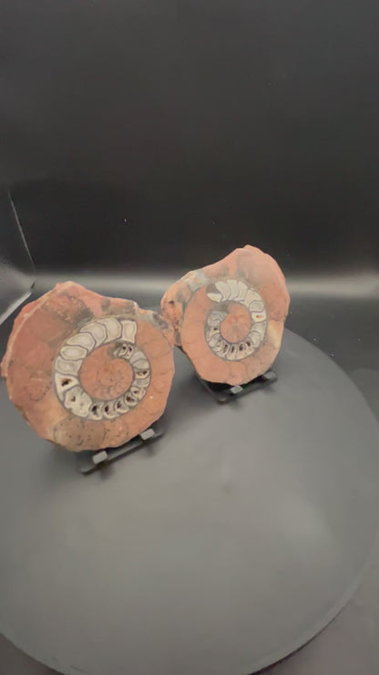 UV Reactive Ammonite Pair From Indonesia with Stands | 279 Grams