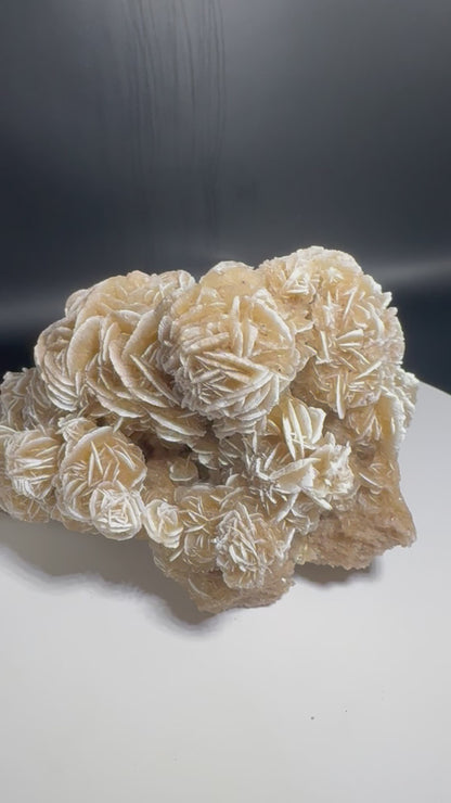 Desert Rose Selenite Cluster 1.1 lbs!