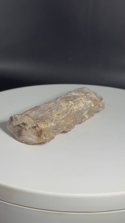 Utah Petrified Wood UV Reactive