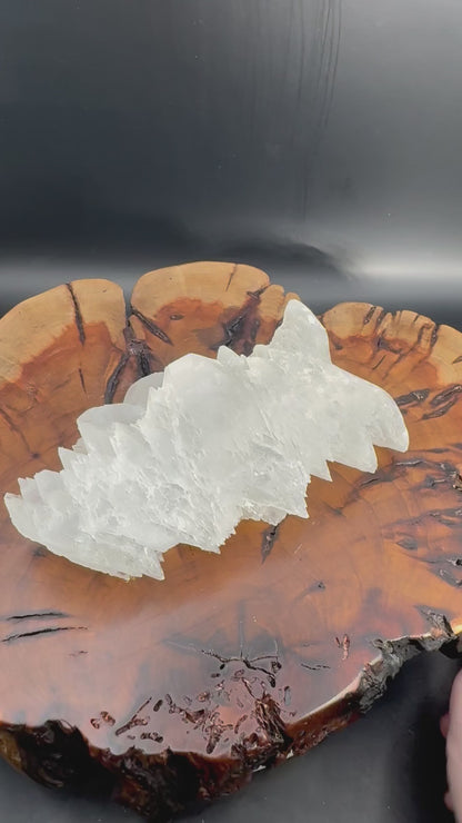 Awesome Fishtail Selenite Laguna del Ray, Coahuila Mex 318 Grams