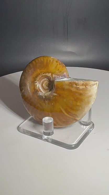 Natural Rainbow Ammonite Madagascar 75g