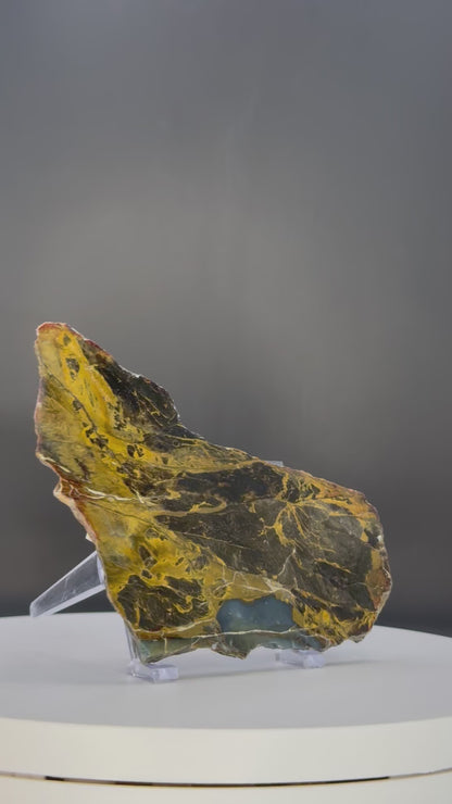 Petrified wood Slab