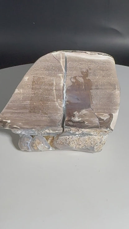 Blue Forrest Petrified Wood UV Reactive