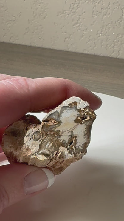 Petrified wood